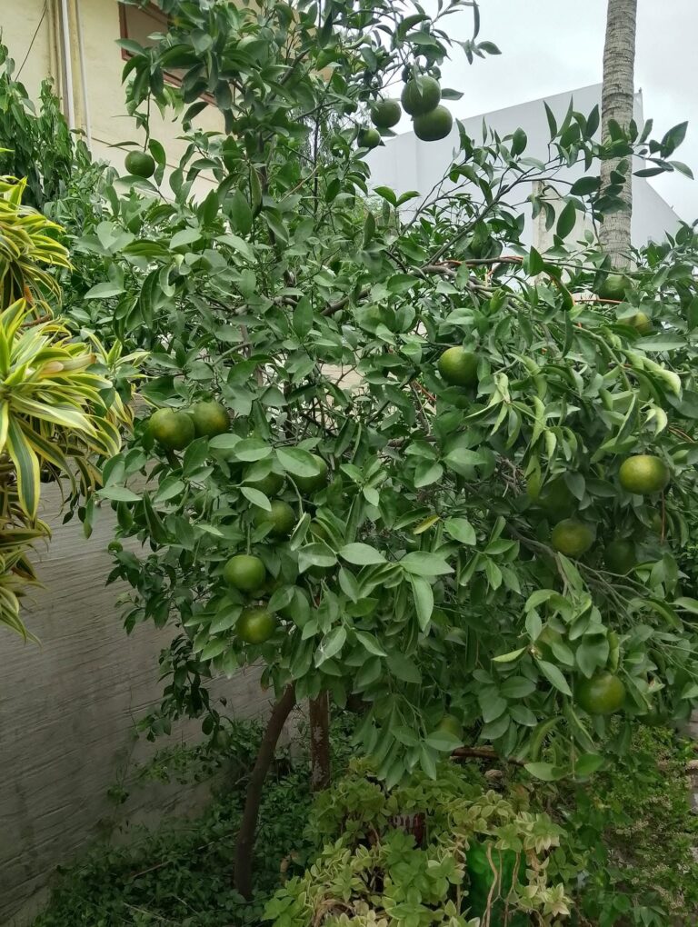 Lime tree
