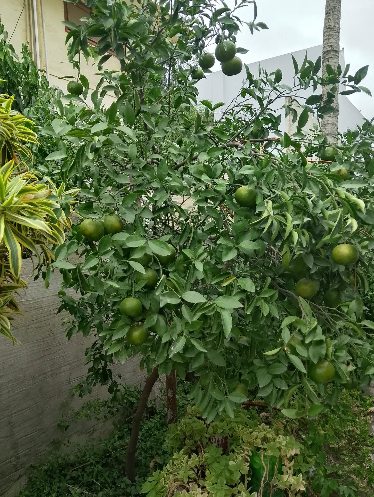 Lime tree