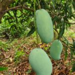 Mangoes