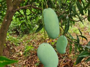 Mangoes