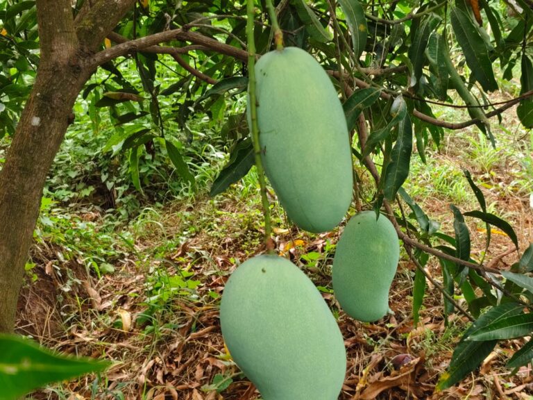 Mangoes