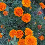 Marigolds
