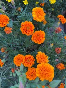 Marigolds