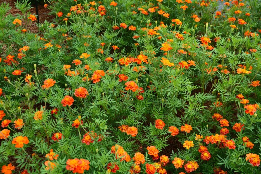 Marigolds