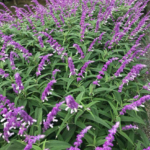 Mexican sage
