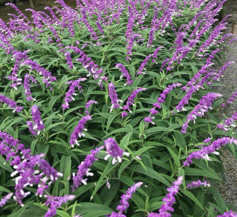 Mexican sage