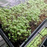 Microgreens