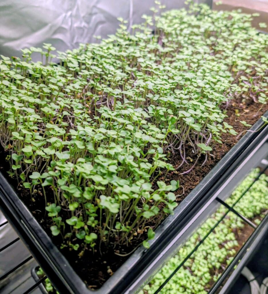 Microgreens