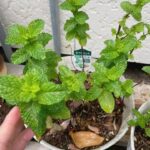 Mint plants