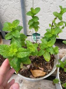 Mint plants