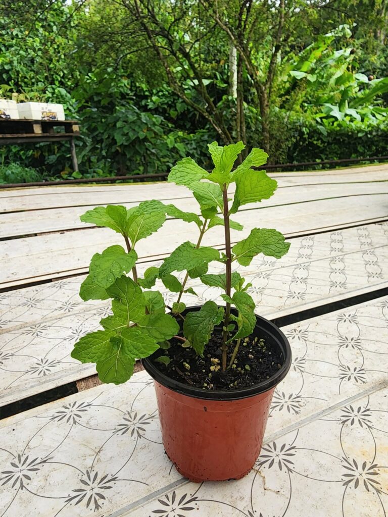 mint