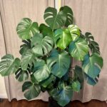 Monstera plant