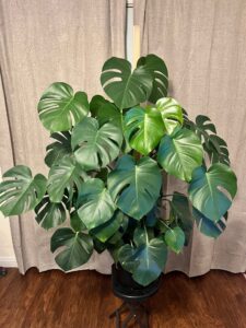 Monstera plant