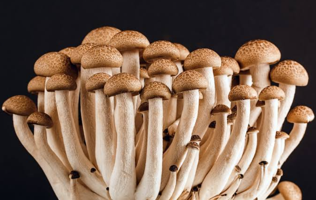 Mushroom