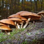Mushroom