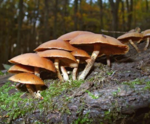 Mushroom