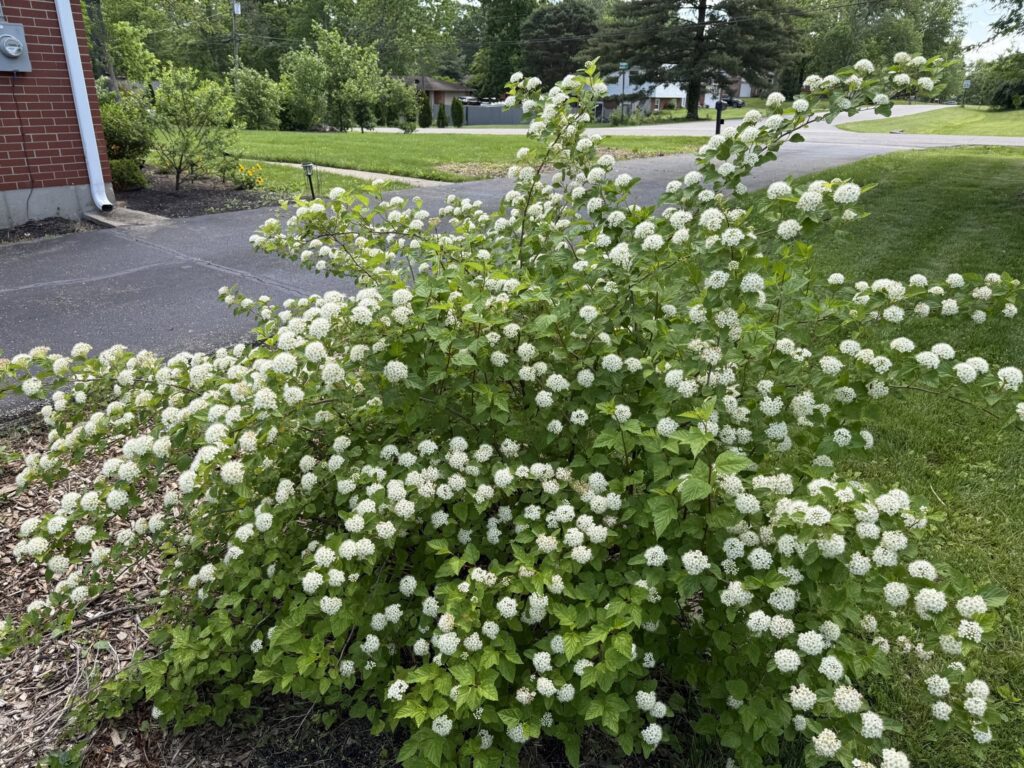 Ninebark
