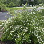Ninebark varieties