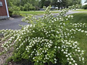 Ninebark varieties