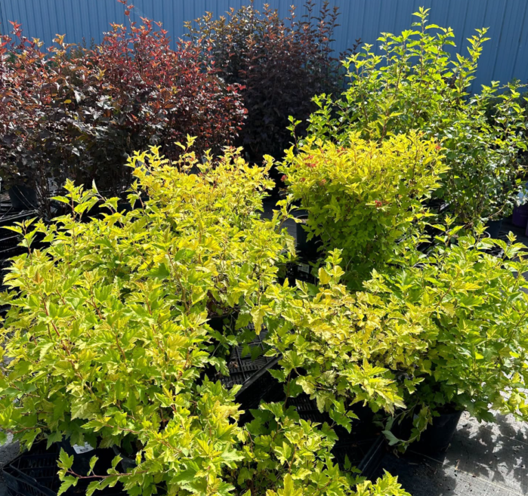 25 Michigan Native Shrubs (With Planting Details)