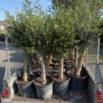 Olive trees