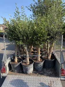 Olive trees