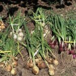 Onion varieties