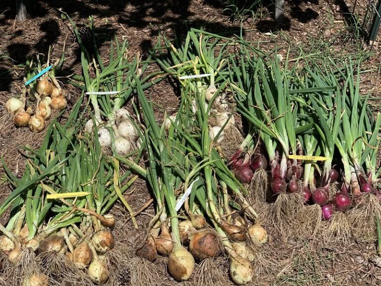Onion varieties
