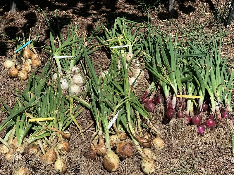 Onion varieties