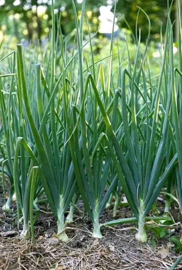 Garlic