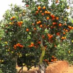 Types of oranges