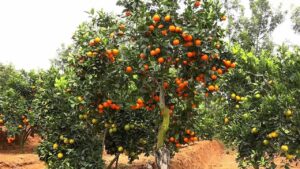 Types of oranges