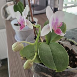 orchid