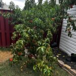 Peach tree