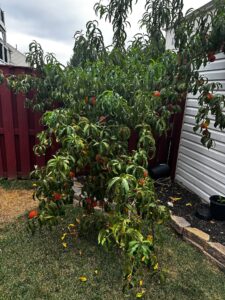 Peach tree