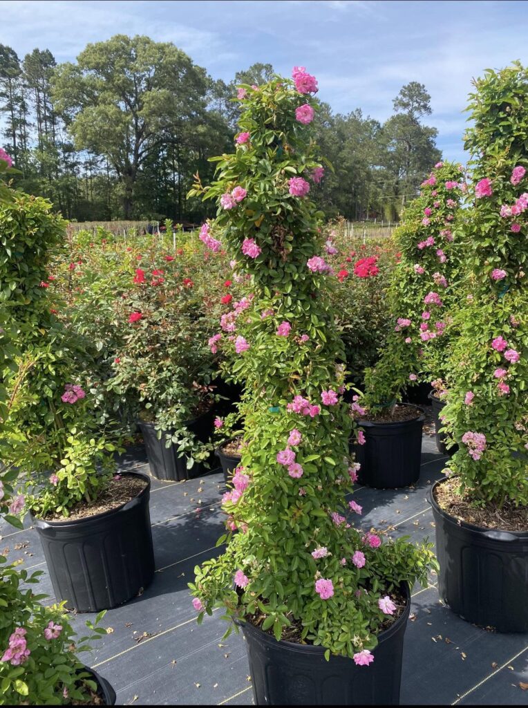 Peggy Martin Rose 
