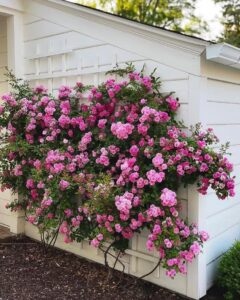 Peggy Martin Rose bush