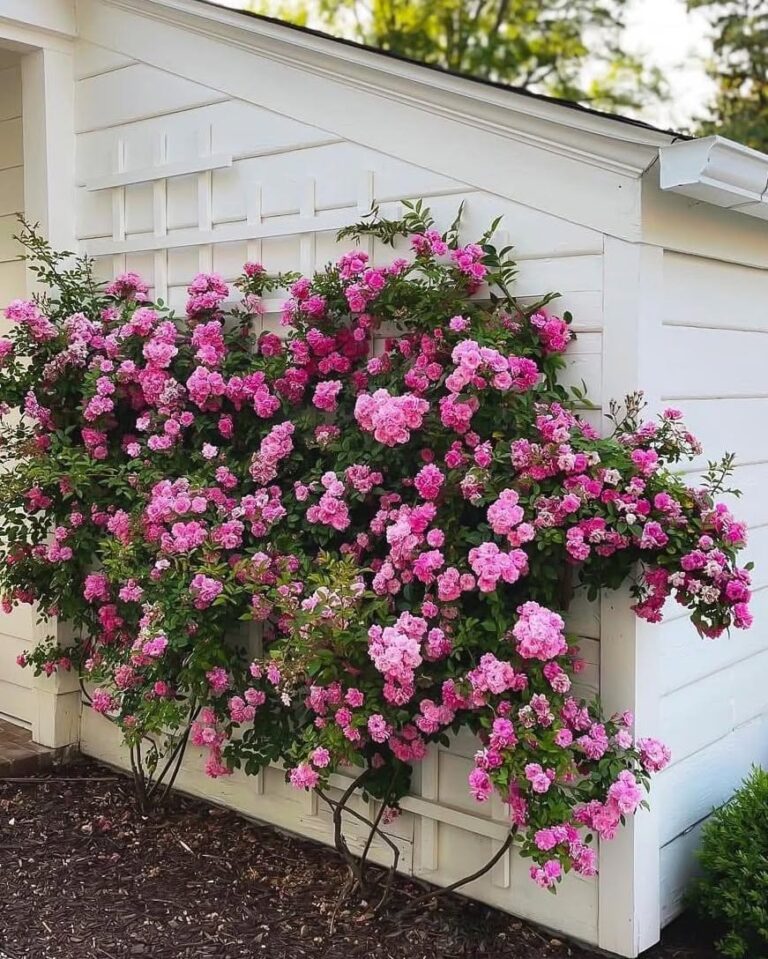 Peggy Martin Rose bush
