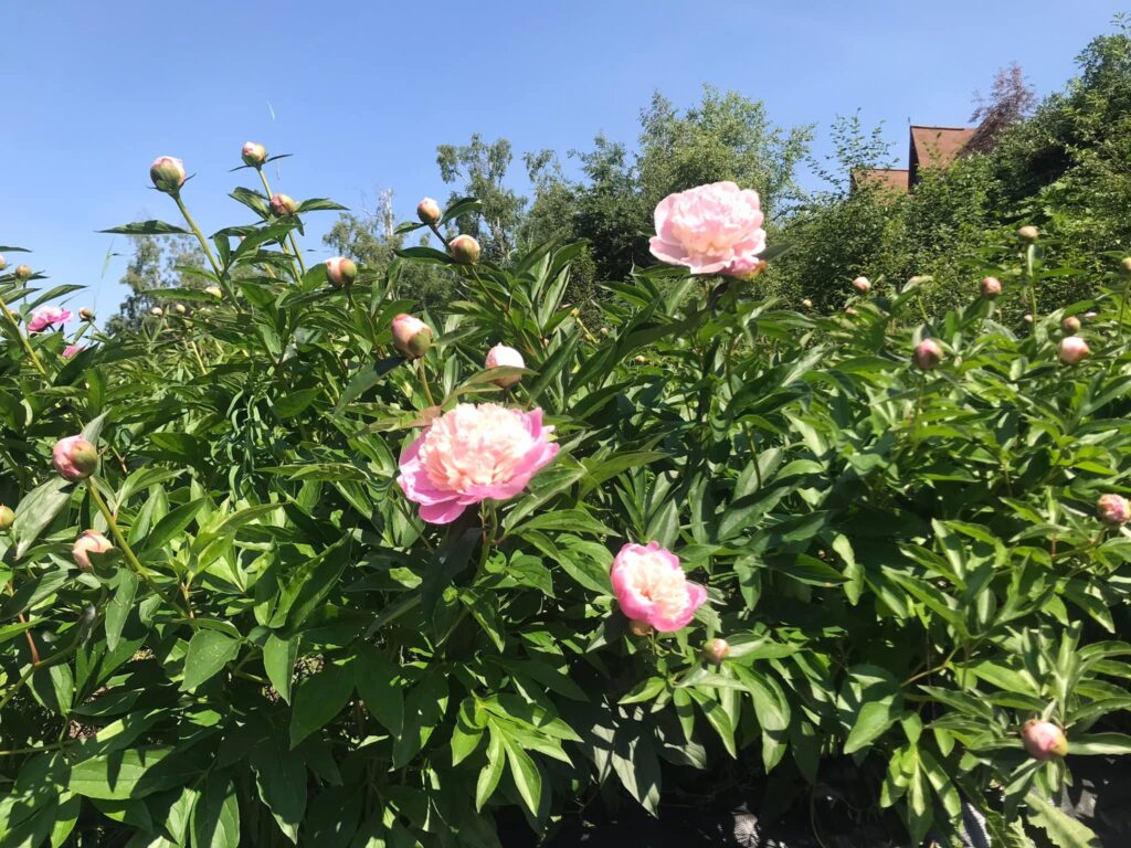 peonies