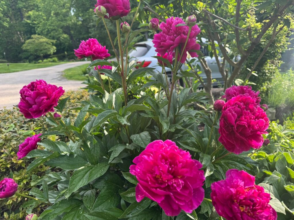 peonies