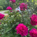 Peony