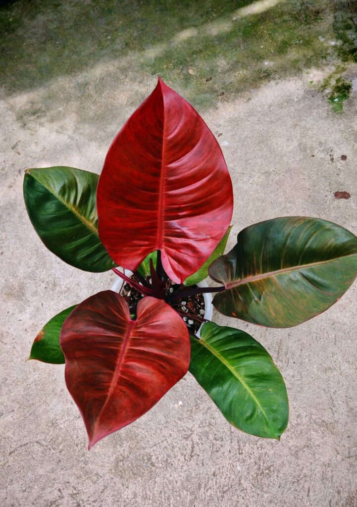 Philodendron Orange Cardinal