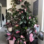 Philodendron Pink Princess