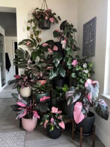 Philodendron Pink Princess