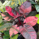 Philodendron flower