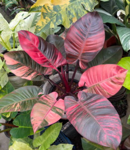 Philodendron flower