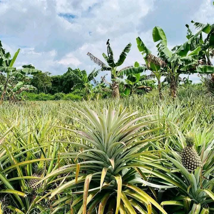 30 Types of Pineapple Plants: Identification, With Pictures