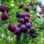 Plum Tree