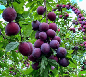 Plum Tree