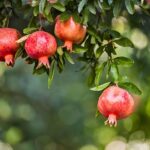 Pomegranate